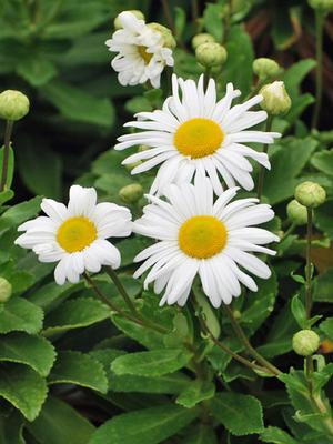 Nippon Daisy (Chrysanthemum nipponicum)