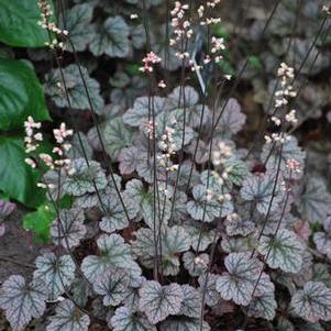 Heuchera x 'Silver Scrolls' (Coral Bells)