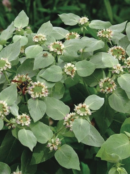 Clustered Mountainmint (Pycnanthemum muticum)