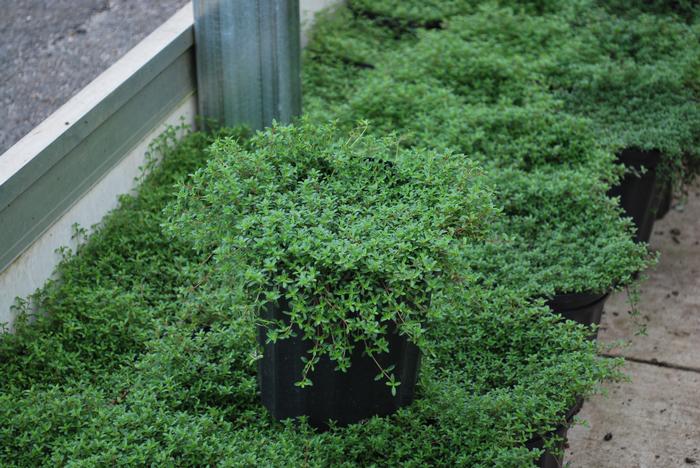 Red Flowering Mother of Thyme (Thymus serpyllum 'Coccineus')