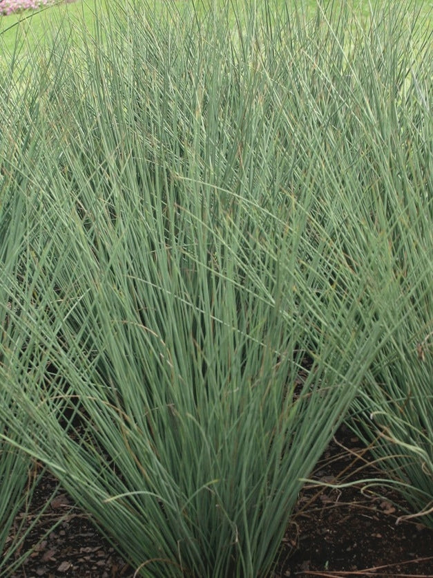 Blue-Green Rush (Juncus inflexus 'Blue Arrows'), grass