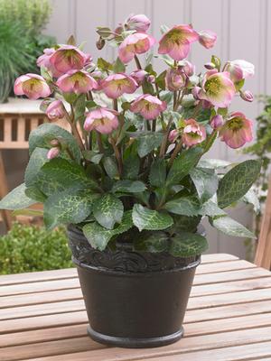 Helleborus x Frostkiss® Dorothy's Dawn® (Lenten Rose)