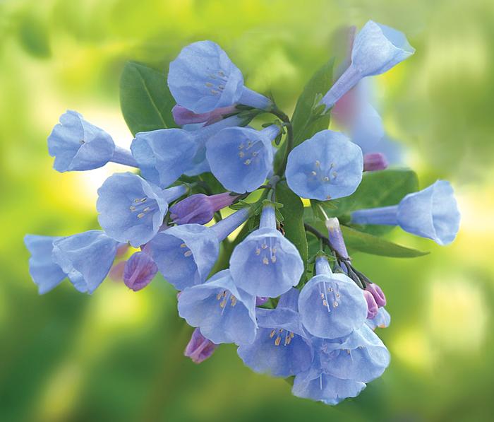 Virginia Blue Bells (Mertensia virginica)