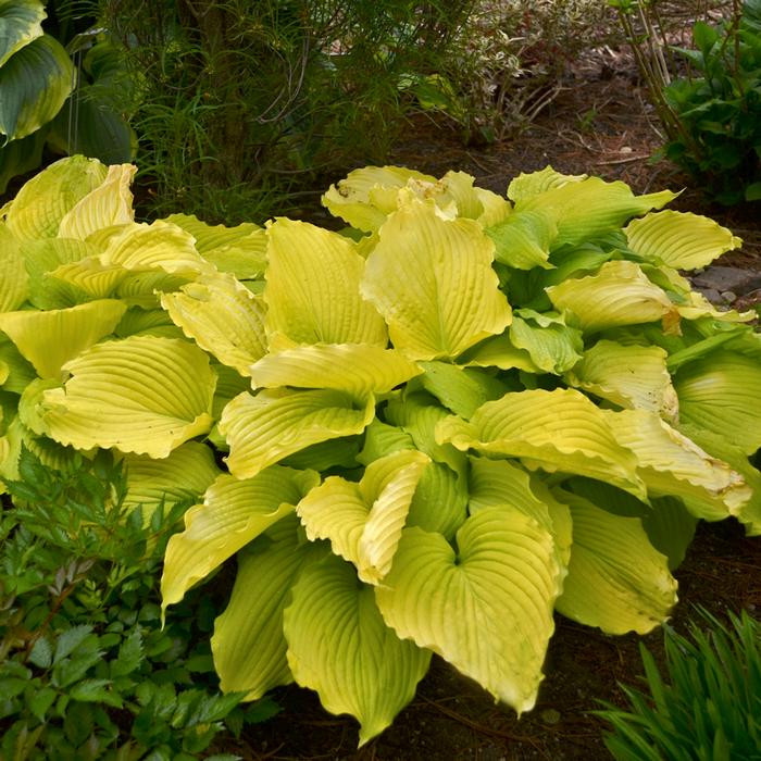 Hosta Shadowland® Coast to Coast (Plantain Lily)