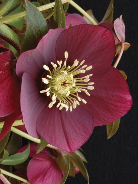 Helleborus x hybridus Winter Jewels® 'Ruby Wine'