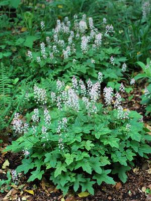 Tiarella cordifolia 'Oakleaf' (Foam Flower)