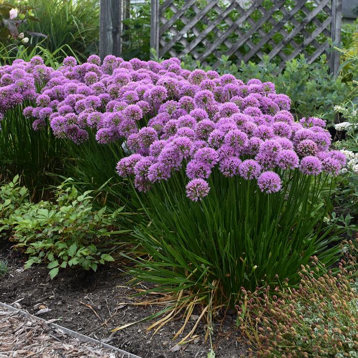 Allium 'Millenium' (Ornamental Onion) perennial