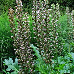 Bear's Breeches (Acanthus x mollis 'Morning Candle')