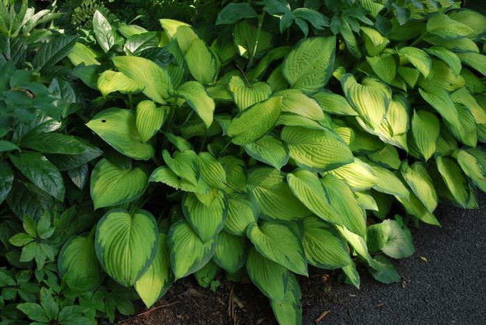 Hosta x 'Gold Standard' (Plantain Lily)