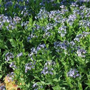 Amsonia x 'Blue Ice' (Bluestar) perennial