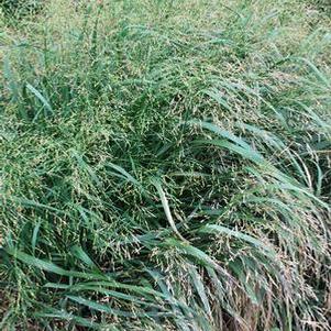 Switchgrass (Panicum virgatum 'Cape Breeze')