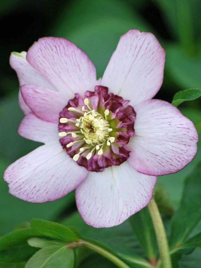 Helleborus x hybridus Winter Jewels® 'Cherry Blossom'