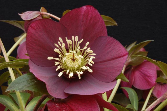 Helleborus x hybridus Winter Jewels® 'Ruby Wine'