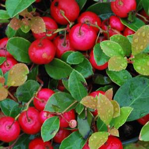 Gaultheria procumbens (Wintergreen)