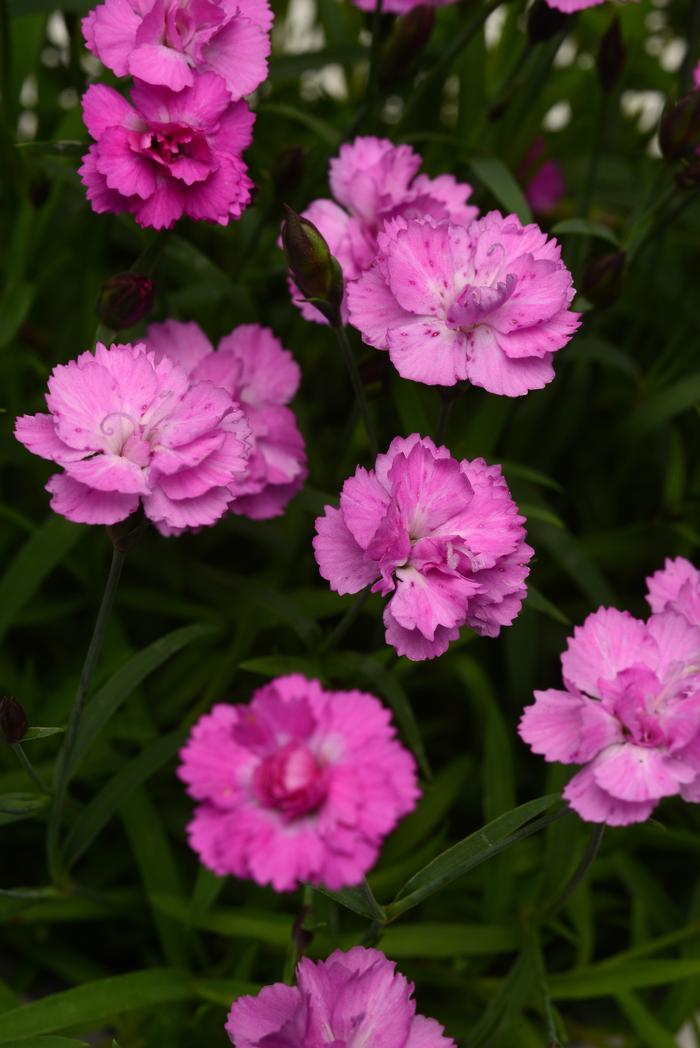 Dianthus Mountain Frost™Pink PomPom (Garden Pinks), pink flowers