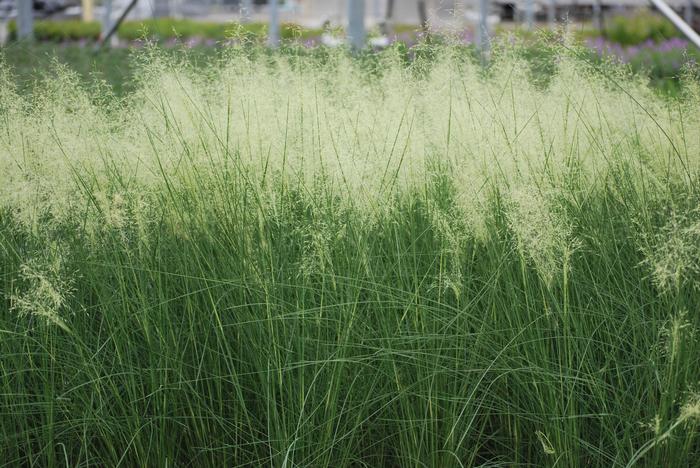 Muhly Grass (Muhlenbergia capillaris 'White Cloud')
