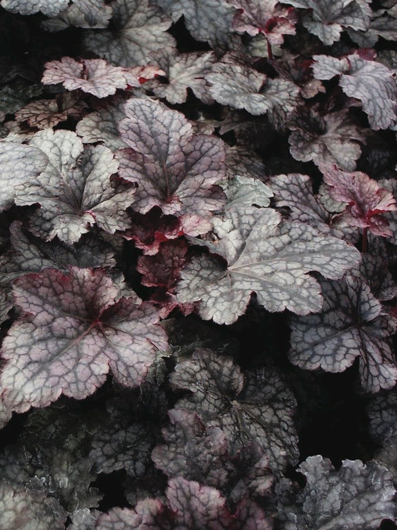 Heuchera x 'Plum Pudding' (Coral Bells)