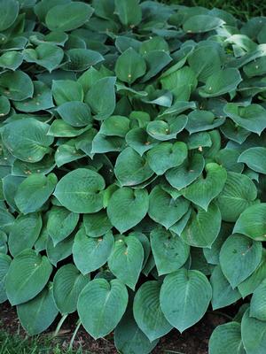 Hosta x 'Halcyon' (Plantain Lily)