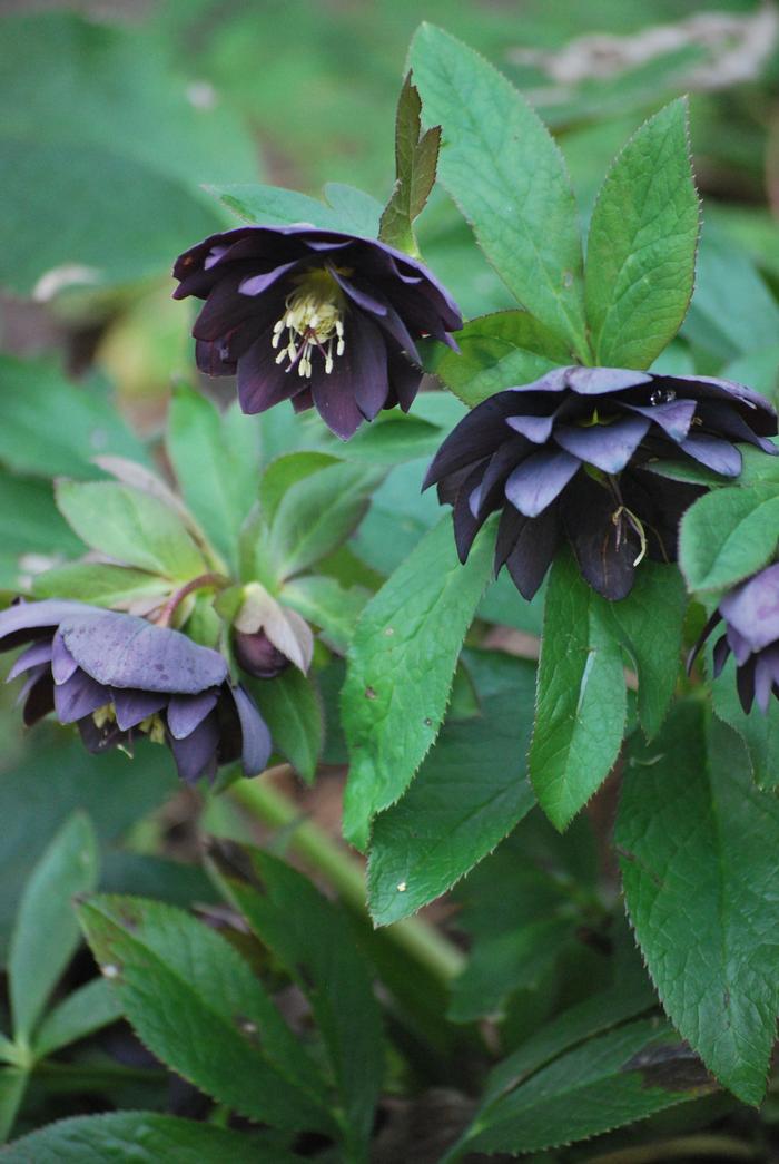 Helleborus x hybridus Winter Jewels® 'Onyx Odyssey'