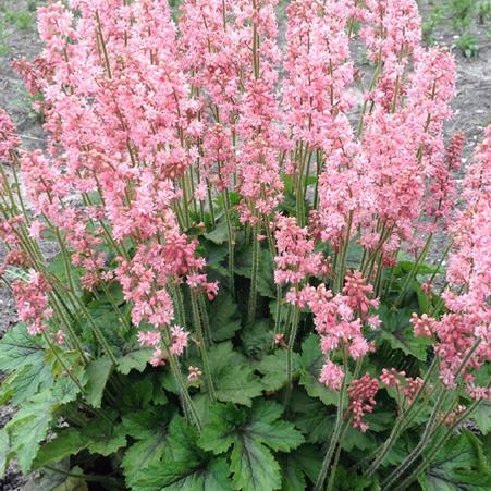 Heucherella 'Pink Revolution' (Foamy Bells)