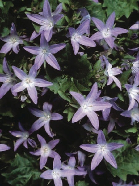 Serbian Bellflower (Campanula poscharskyana 'Blue Waterfall')