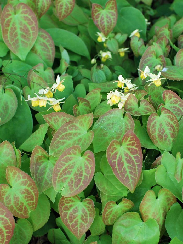 Epimedium versicolor 'Sulphureum' (Barrenwort)