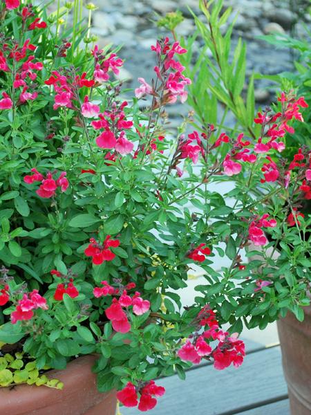 Autumn Sage (Salvia greggii Arctic Blaze® Red), red flowers