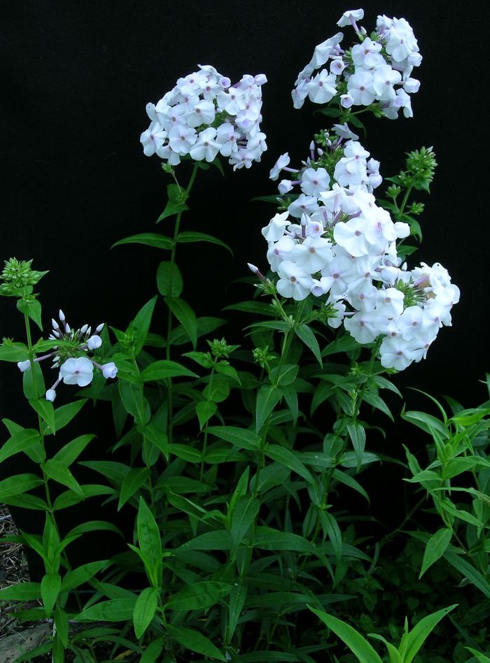 Phlox x Earlibeauty® Daughter of Pearl (Phlox)