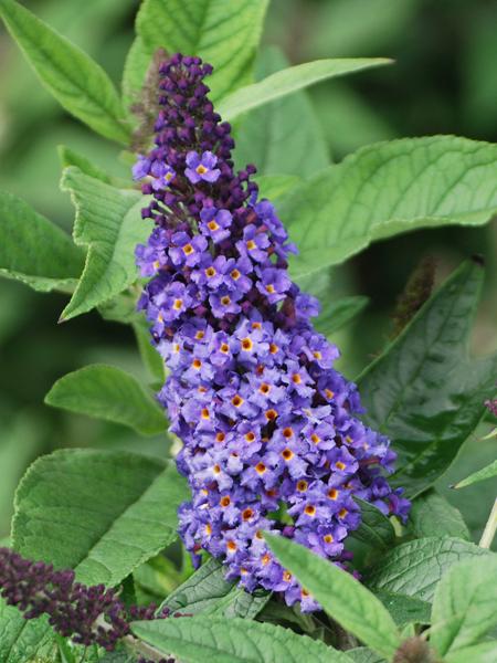 Buddleia Pugster Blue® (Butterfly Bush), blue flowers