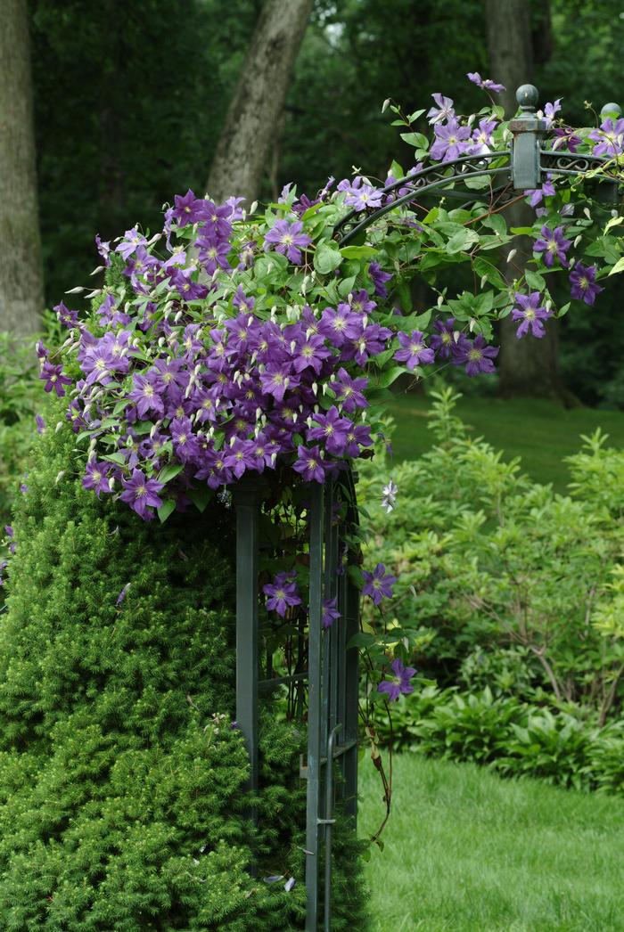 Clematis hybrid 'Jackmanii' (Hybrid Clematis)