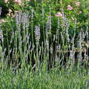 Lavandula x intermedia 'Provence' (Lavender)