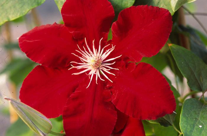 Clematis hybrid 'Rebecca'™ (Hybrid Clematis)