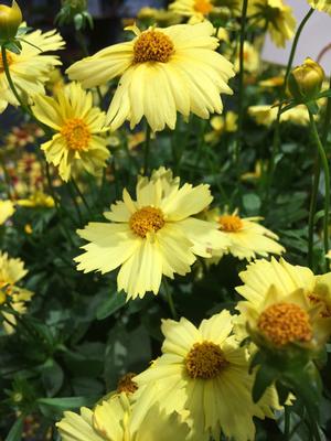 Coreopsis grandiflora Solanna™Glow (Tickseed), yellow flowers