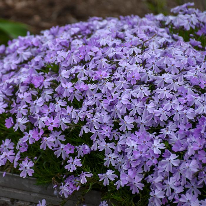 Phlox subulata 'Emerald Blue' (Moss Pinks)