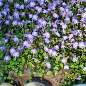 Creeping Blue Mazus (Mazus reptans), purple flowers