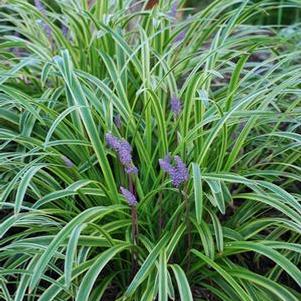 Variegated Lilyturf (Liriope muscari 'Variegata')