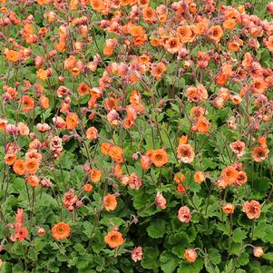 Geum Tempo™ Orange (Avens)