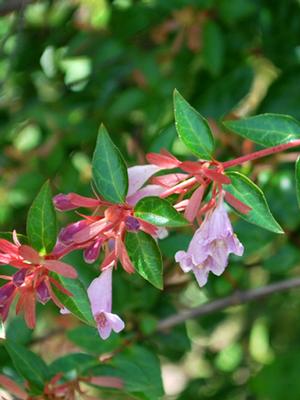 Abelia Edward Goucher perennial