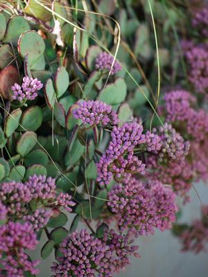 Sedum sieboldii (Stonecrop)