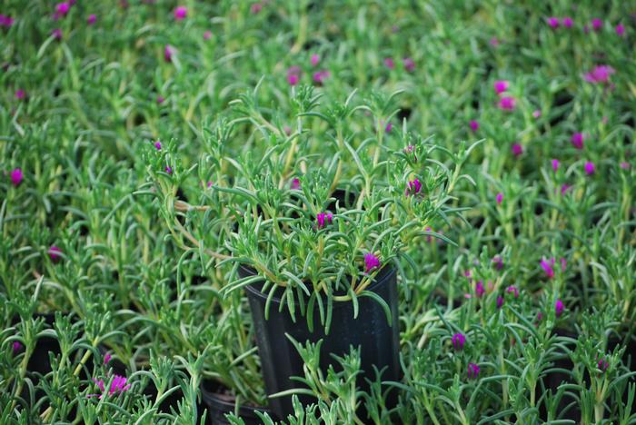 Trailing Hardy Ice Plant (Delosperma cooperi)