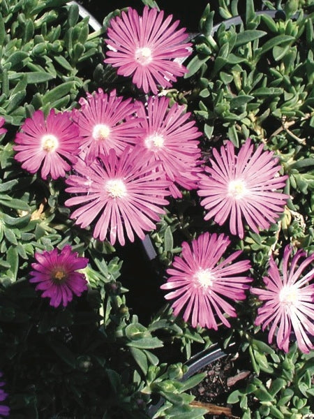 TABLE MOUNTAIN® Ice Plant (Delosperma 'John Proffitt')