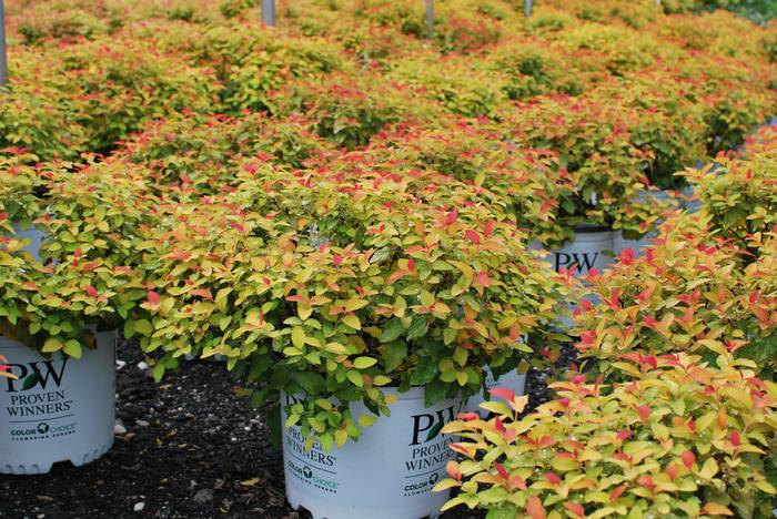 Spirea (Spiraea j. 'Double Play®Candy Corn™)