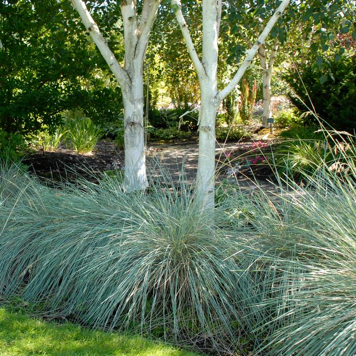 Blue Oats Grass (Helictotrichon sempervirens)