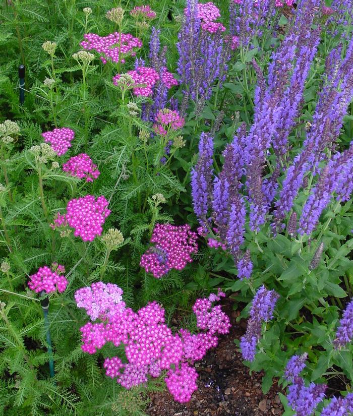 Salvia nemorosa 'Blue Hill' (Sage)