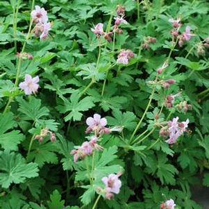 Geranium macrorrhizum 'Ingwersen's Variety' (Bigroot Geranium)