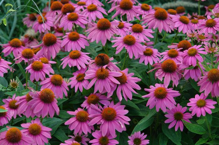 Echinacea x purpurea 'PowWow Wild Berry' (Coneflower), purple flowers