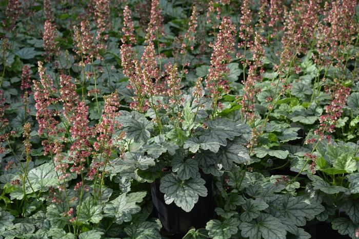 Heuchera x villosa 'Berry Timeless' (Coral Bells)