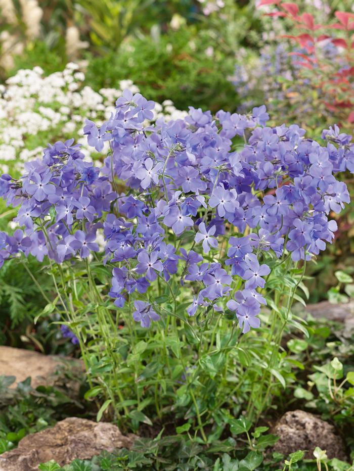 Phlox divaricata 'Blue Moon' (Woodland Phlox)