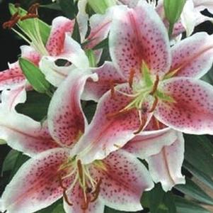 Lilium (Oriental) 'Stargazer' (Oriental Hardy Lily)