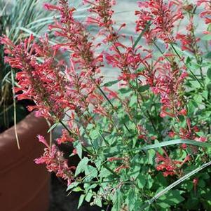 Agastache x Kudos™ Coral (Dwarf Hummingbird Mint) perennial